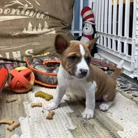 Skye, a female Basenji for sale in New Albany, IN – Photo 4 of 10