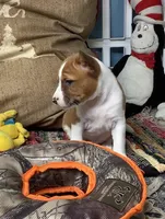 Skye, a female Basenji for sale in New Albany, IN – Photo 8 of 10