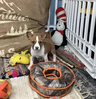 Skye, a female Basenji for sale in New Albany, IN – Photo 9 of 10