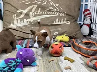 Skye, a female Basenji for sale in New Albany, IN – Photo 3 of 10