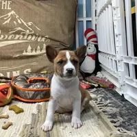 Skye, a female Basenji for sale in New Albany, IN – Photo 6 of 10