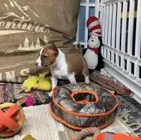 Skye, a female Basenji for sale in New Albany, IN – Photo 1 of 10