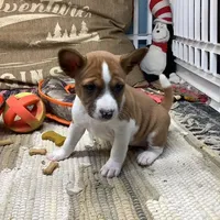 Skye, a female Basenji for sale in New Albany, IN – Photo 10 of 10