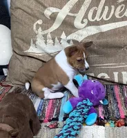 Skye, a female Basenji for sale in New Albany, IN – Photo 7 of 10