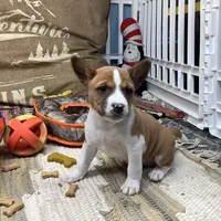 Skye, a female Basenji for sale in New Albany, IN – Photo 5 of 10