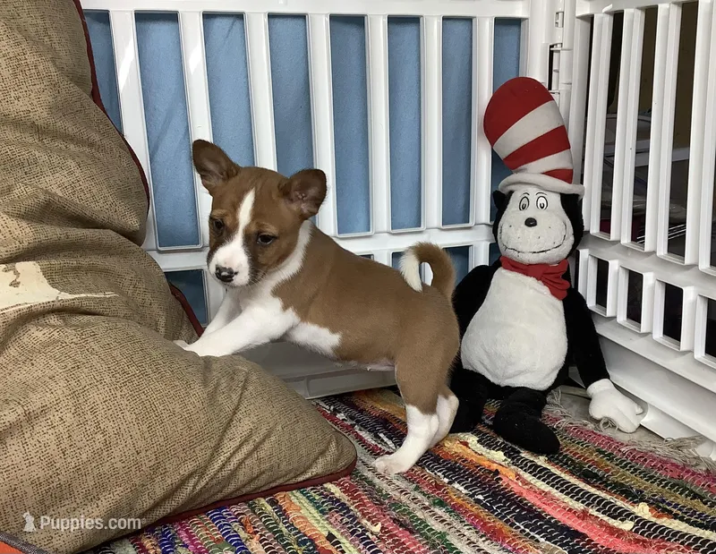 Skye – Basenji puppy for sale in New Albany, IN