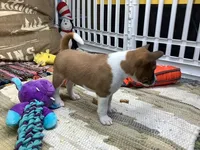Skye, a female Basenji for sale in New Albany, IN – Photo 2 of 10
