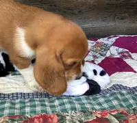 Mooney, a male Basset Hound for sale in New Albany, IN – Photo 2 of 8