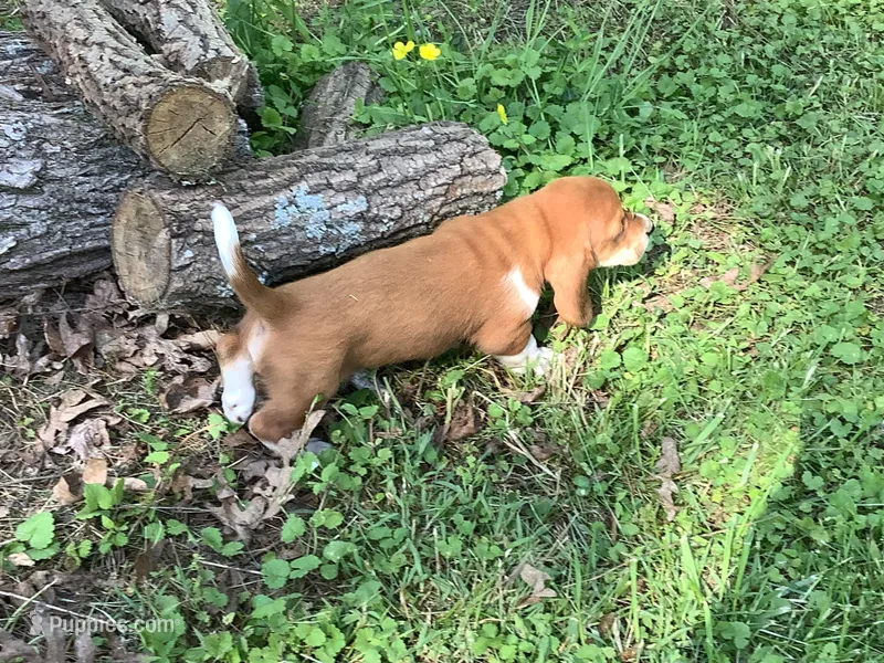 Mooney – Basset Hound puppy for sale in New Albany, IN