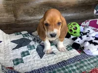 Mooney, a male Basset Hound for sale in New Albany, IN – Photo 5 of 8