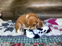Mooney, a male Basset Hound for sale in New Albany, IN – Photo 6 of 8