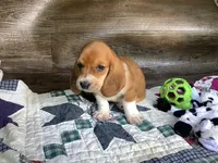 Mooney, a male Basset Hound for sale in New Albany, IN – Photo 7 of 8