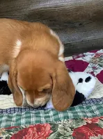 Mooney, a male Basset Hound for sale in New Albany, IN – Photo 4 of 8