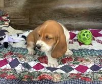 Mooney, a male Basset Hound for sale in New Albany, IN – Photo 3 of 8
