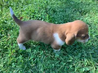 Mooney, a male Basset Hound for sale in New Albany, IN – Photo 8 of 8