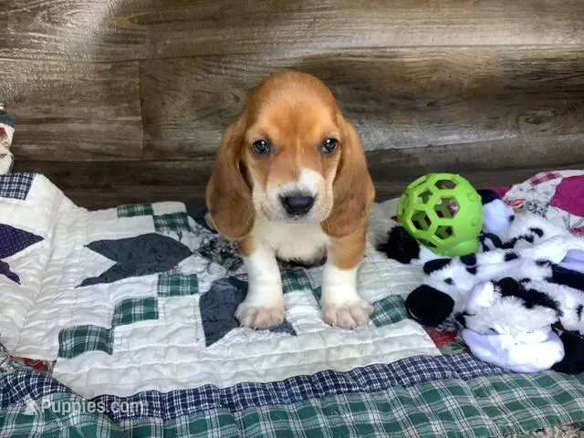 Mooney – Basset Hound puppy for sale in New Albany, IN
