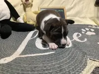 Sasha, a female Basenji for sale in New Albany, IN – Photo 3 of 8