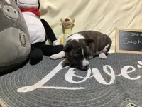 Sasha, a female Basenji for sale in New Albany, IN – Photo 5 of 8