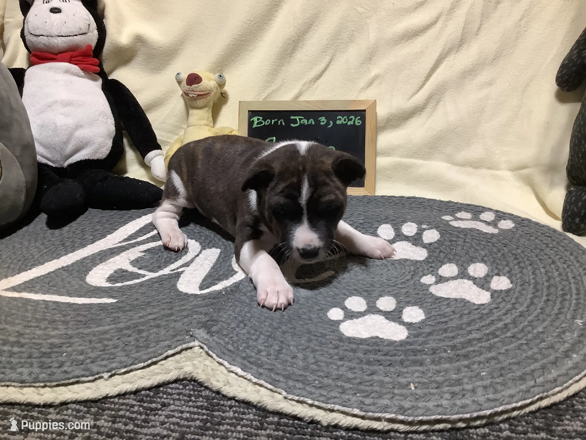 Sasha, a female Basenji for sale in New Albany, IN – Photo 8 of 8