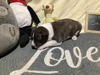 Sasha, a female Basenji for sale in New Albany, IN – Photo 7 of 8