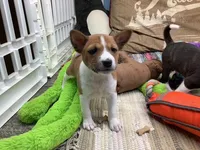 Piper, a female Basenji for sale in New Albany, IN – Photo 2 of 6