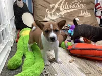 Piper, a female Basenji for sale in New Albany, IN – Photo 3 of 6