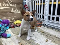 Piper, a female Basenji for sale in New Albany, IN – Photo 5 of 6