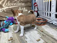 Piper, a female Basenji for sale in New Albany, IN – Photo 4 of 6