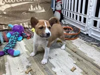 Piper, a female Basenji for sale in New Albany, IN – Photo 1 of 6