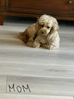 Zuly, a female Maltipoo for sale in San Jose, CA – 3 of 3
