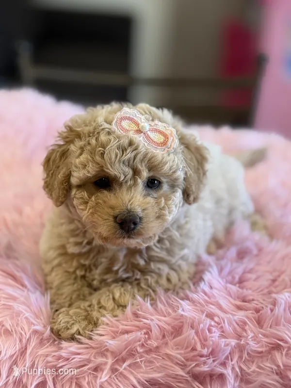 Zuly – Maltipoo puppy for sale in San Jose, CA