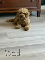 Zuly, a female Maltipoo for sale in San Jose, CA – 2 of 3