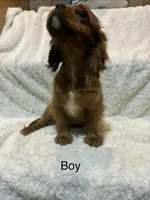 Drake, a male Cavalier King Charles Spaniel for sale in Spruce Pine, NC – 4 of 4