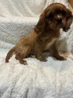 Phoenix, a female Cavalier King Charles Spaniel for sale in Spruce Pine, NC – 2 of 4
