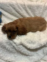 Phoenix, a female Cavalier King Charles Spaniel for sale in Spruce Pine, NC – 3 of 4
