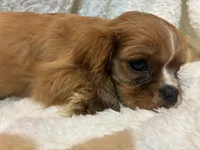 Ember, a female Cavalier King Charles Spaniel for sale in Spruce Pine, NC – 1 of 3