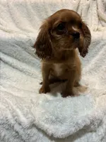 Phoenix, a female Cavalier King Charles Spaniel for sale in Spruce Pine, NC – 4 of 4