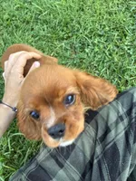 Basher, a male Cavalier King Charles Spaniel for sale in Spruce Pine, NC – 8 of 8