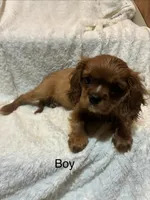 Drake, a male Cavalier King Charles Spaniel for sale in Spruce Pine, NC – 2 of 4