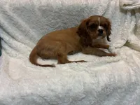 Ember, a female Cavalier King Charles Spaniel for sale in Spruce Pine, NC – 3 of 3