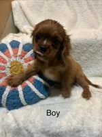 Drake, a male Cavalier King Charles Spaniel for sale in Spruce Pine, NC – 3 of 4