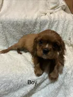 Drake, a male Cavalier King Charles Spaniel for sale in Spruce Pine, NC – 1 of 4