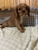Ginger, a female Cavalier King Charles Spaniel for sale in Spruce Pine, NC – Photo 3 of 3