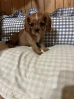 Ginger, a female Cavalier King Charles Spaniel for sale in Spruce Pine, NC – Photo 2 of 3