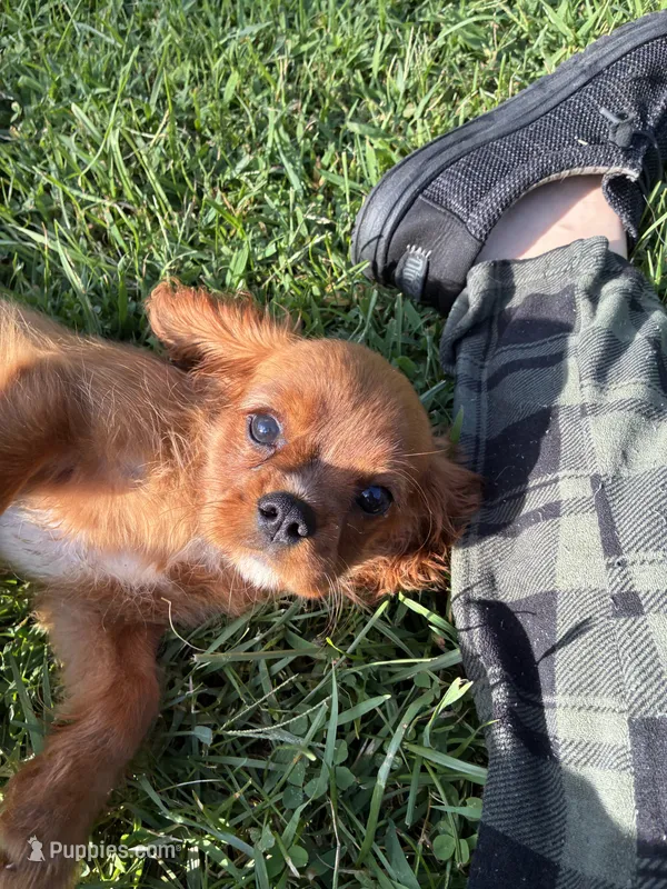 Basher – Cavalier King Charles Spaniel puppy for sale in Spruce Pine, NC