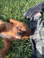 Basher, a male Cavalier King Charles Spaniel for sale in Spruce Pine, NC – 1 of 8