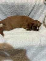 Ember, a female Cavalier King Charles Spaniel for sale in Spruce Pine, NC – 2 of 3