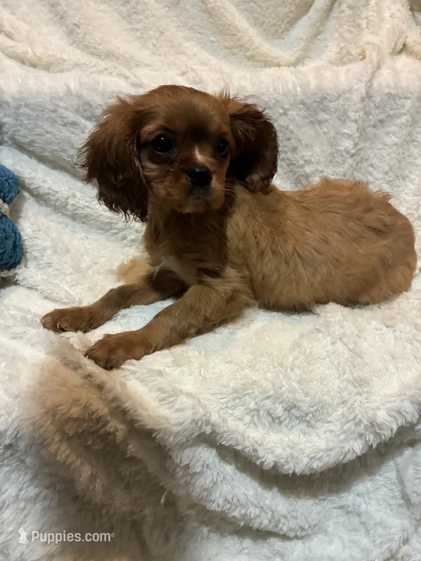 Phoenix – Cavalier King Charles Spaniel puppy for sale in Spruce Pine, NC