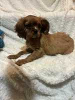 Phoenix, a female Cavalier King Charles Spaniel for sale in Spruce Pine, NC – 1 of 4