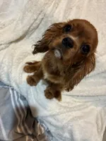 Basher, a male Cavalier King Charles Spaniel for sale in Spruce Pine, NC – 5 of 8